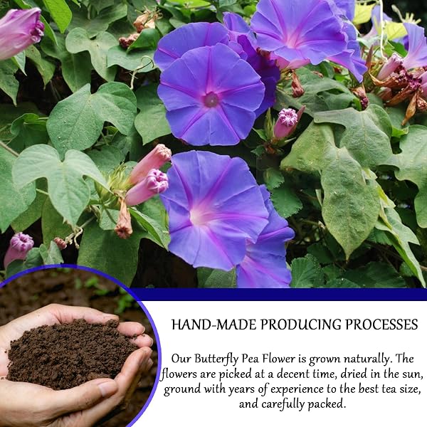 BUTTERFLY PEA FLOWER TEA BAGS – GOKARNA FLOWER TEA, TRANSPARENT TRIANGLE TEABAG, PREMIUM DRIED BUTTERFLY PEA FLOWERS, 100% NATURAL | NO SUGAR | NO CAFFEINE | NO GLUTEN | VEGAN 2.82OZ (1)