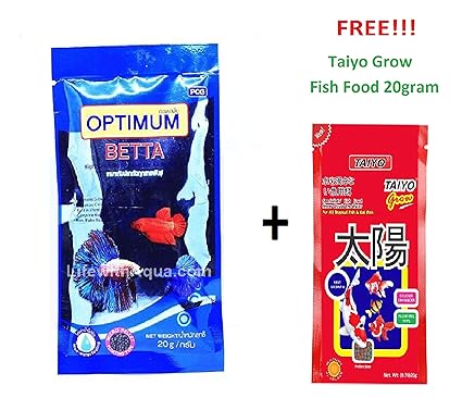 boston terrier high energy