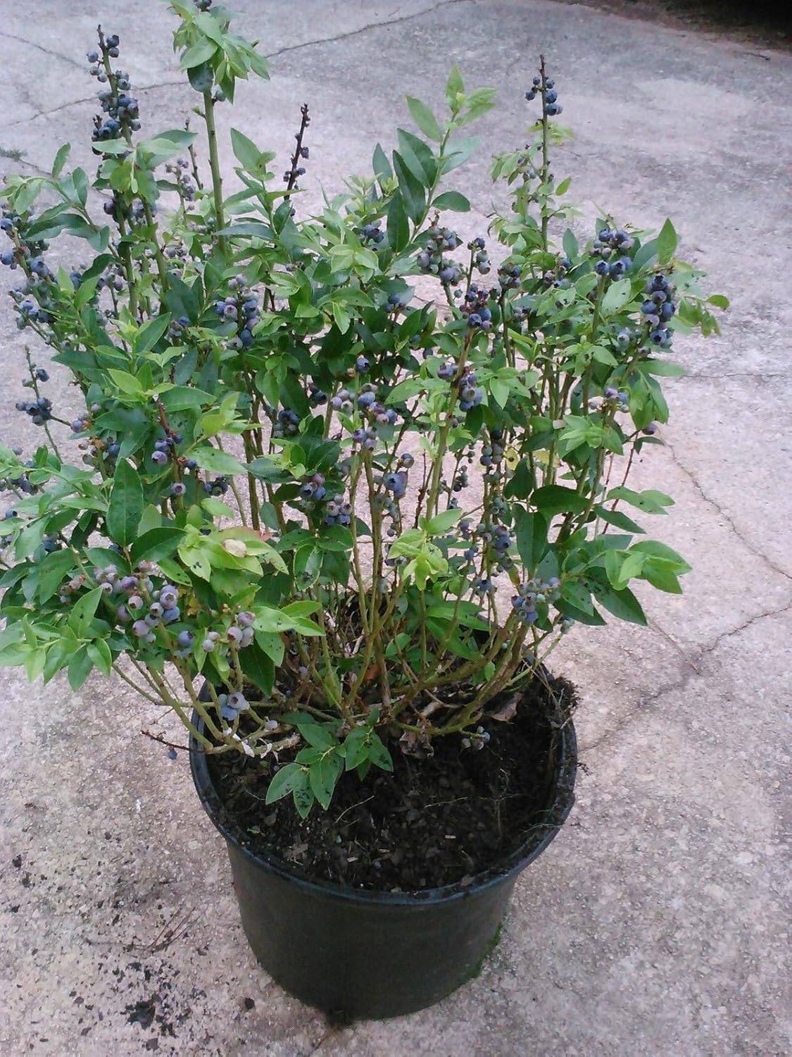 Черника Саженцы Купить В Новосибирске