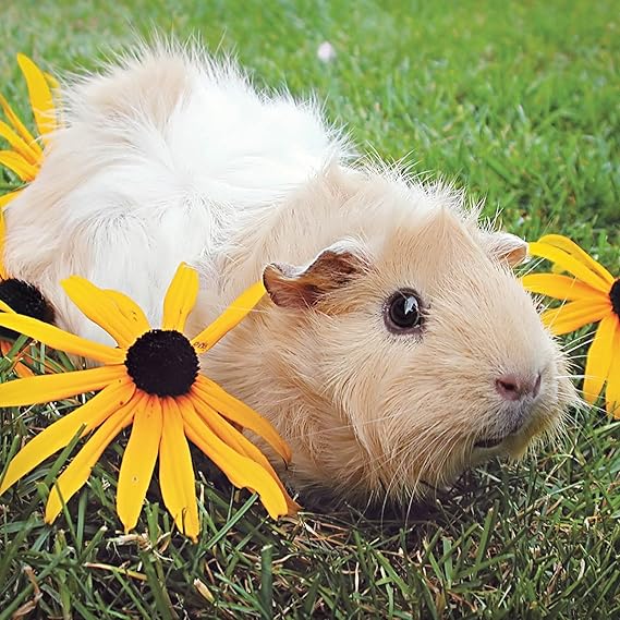 Guinea Pig With Flowers Greetings Card Amazon.co.uk Pet Supplies