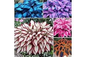 295+ Pcs Premium Hosta Plant Seeds - Vibrant Mixed Color Foliage | Hardy Perennial Shade-Loving Seeds, Ideal for Garden Beds,