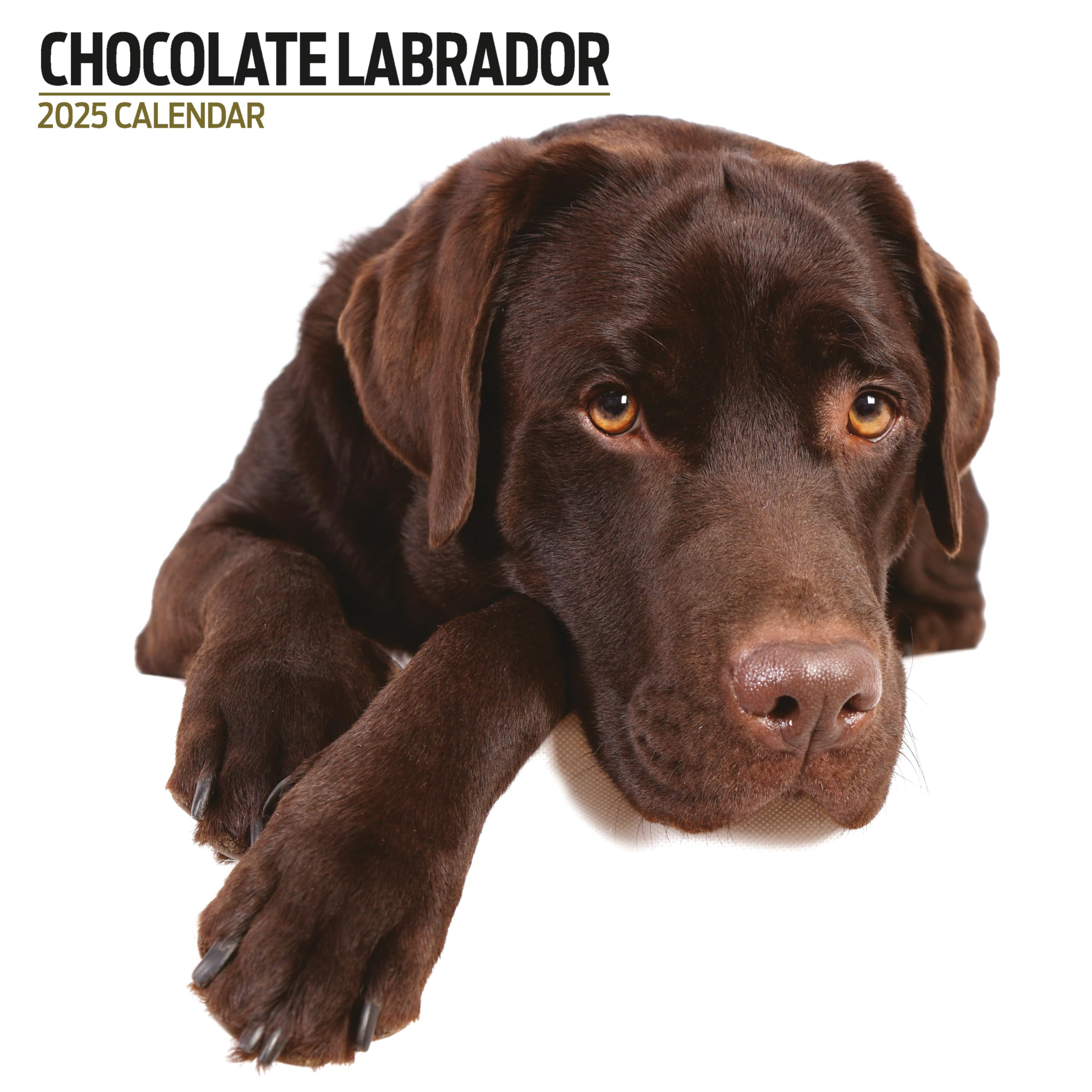 Labrador Chocolate 2025 Modern Calendar