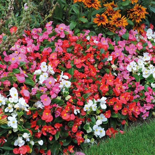 Begonia Flowers Garden Ready Plug Bedding & Hanging Basket Pot Plants