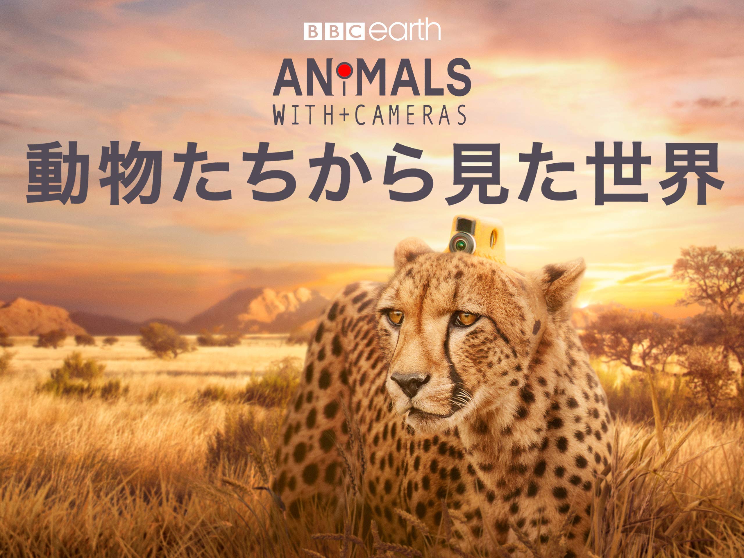 Amazon Co Jp 動物たちから見た世界 吹替版 を観る Prime Video