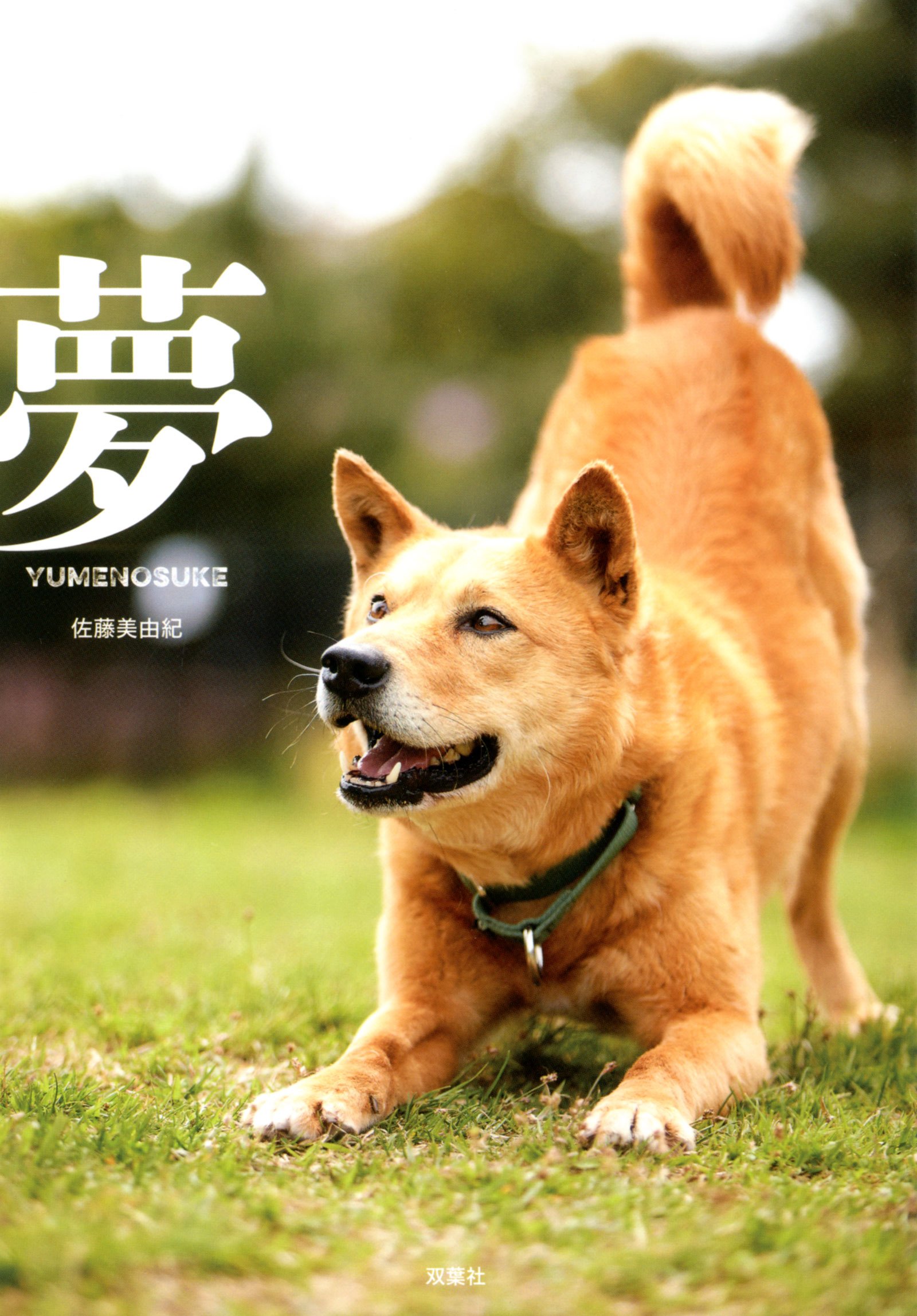 夢 Yumenosuke 佐藤 美由紀 本 通販 Amazon