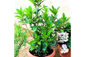 YOKEBOM Laurus Nobilis Bay Leaf Tree Live Plant, Bay Leaf Plant Live, 5-9" Height, Sweet Bay Laurel Sweet Live Plant Indoor Outdoor Home Garden
