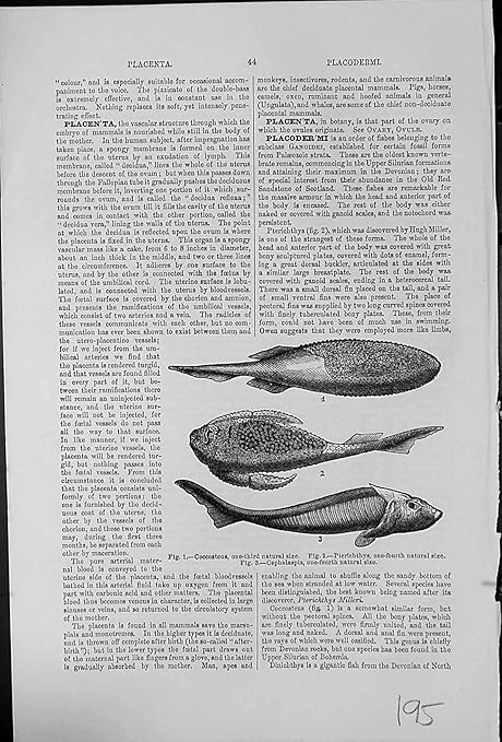 Amazon 古い赤い砂岩の化石の魚 Coccosteus Pterichthys Cephalaspis 195k125 を印刷して下さい アートフレーム ポスター オンライン通販