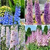 Delphinium Imperial Larkspur Seeds, 1000+ Annual Wildflower Seeds