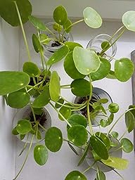 Exotenherz Pilea Peperomioides - Chinesischer Geldbaum Im 11cm Topf, Ca. 15-25cm Hoch