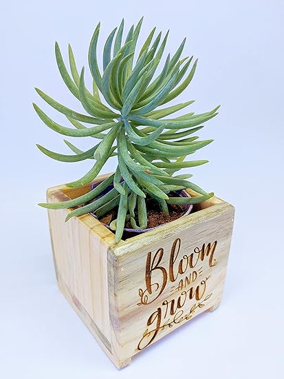 EDENZSTUDIO Small Wooden Box Planter Laser Engraved - Bloom and Grow