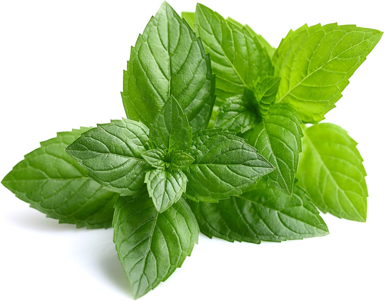 Cliganic USDA Organic Peppermint Essential Oil, 100% Pure Natural Undiluted, Therapeutic Grade for Aromatherapy | Premium Certified Organic, Non-GMO: Health & Personal Care