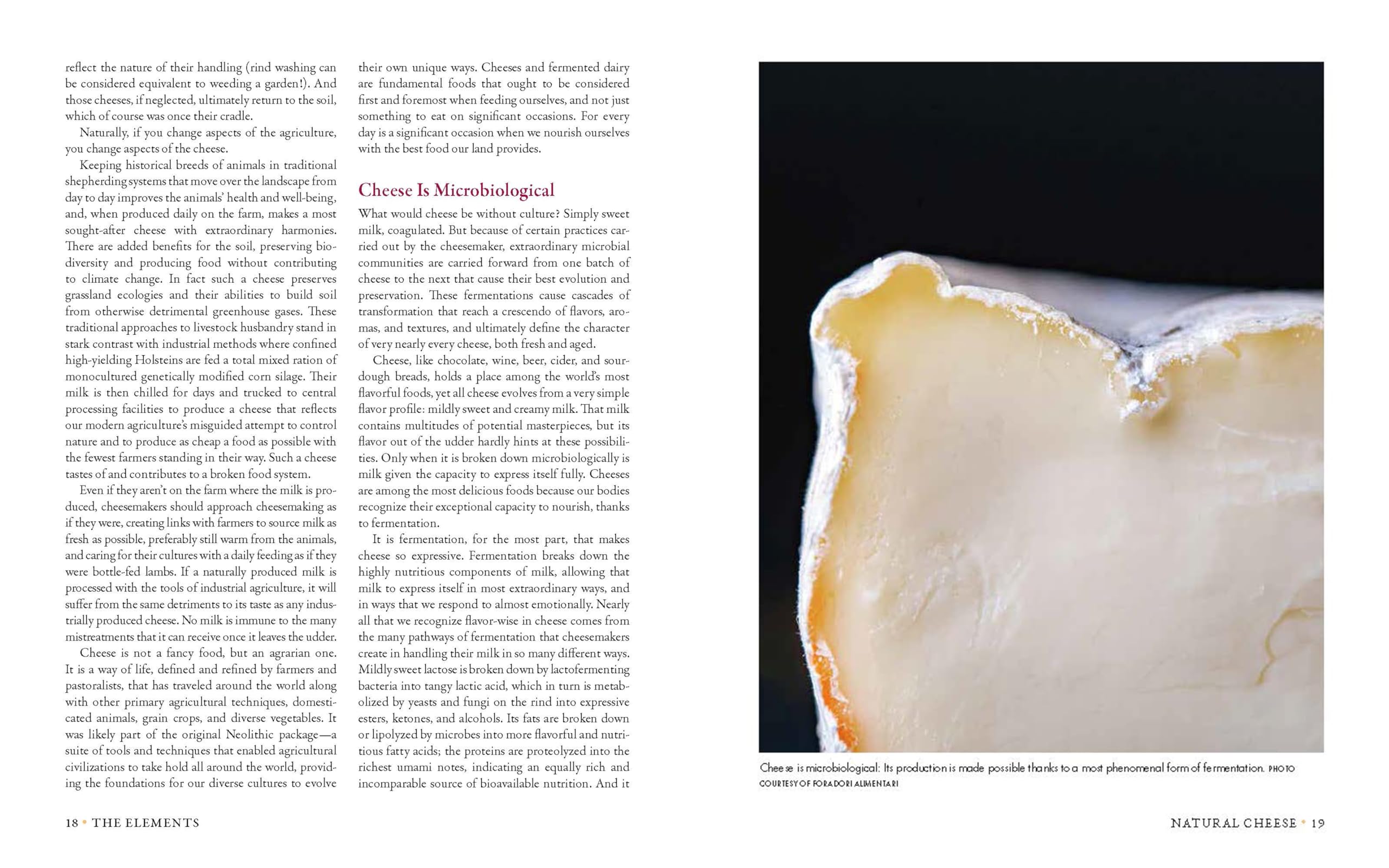 Milk Into Cheese: The Foundations of Natural Cheesemaking Using Traditional Concepts, Tools, and Techniques