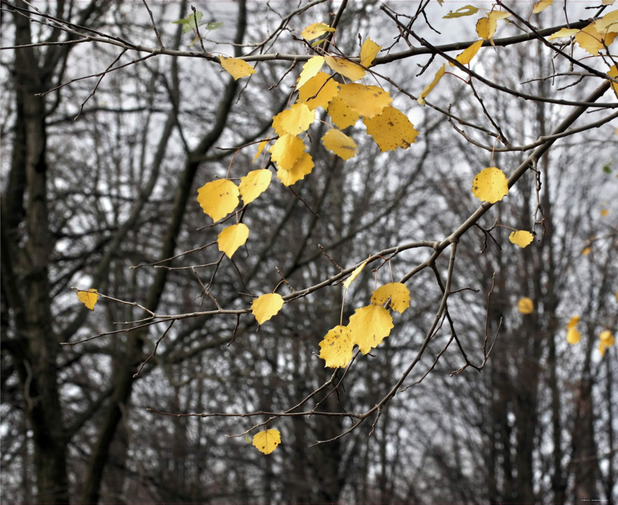 AG DESIGN - Photo Wall Mural - Non woven - Still Alive - Giant Wall Poster 4 Parts - FTNXXL 0317, Multi-Colour, 360 x 270 cm/142 x 106-Inch