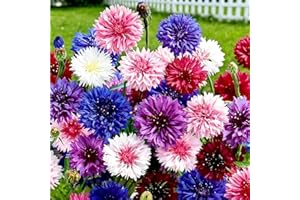1000 Mixed Color Cornflower Seeds Heirloom Non-GMO, High Germination Easy Grow for Home Garden & Cut Flowers