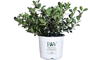 GREEN PROMISE FARMS Proven Winners - Aronia Low Scape Mound (Chokeberry) Shrub, white flowers, #3 - Size Container