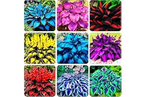 290+ Hosta Seeds for Planting | Hardy Perennial Seeds, Pollinator-Attracting Variety Ideal for Outdoor Gardens & Bonsai Decor