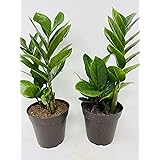 Two Zz Plant - Zamioculcas Zamiifolia - 4'' Pot Only From Jm Bamboo
