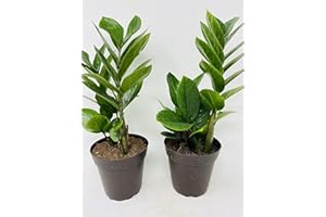 Two Zz Plant - Zamioculcas Zamiifolia - 4'' Pot Only From Jm Bamboo
