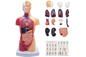 GENERIC 2025 New 11 inch Human Body Model for Kids, 15 Pcs Removable Human Torso Anatomy Model for Teaching, Students and Medical Education Display, with Product Manual