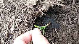 Review Image by Christopher Christopher