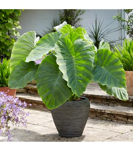 large fake indoor plant 70 Monstera Artificial Tree (Indoor/Outdoor)