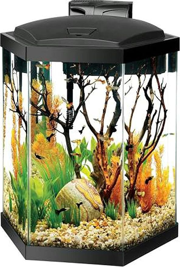 Aqueon® 20 Gallon Hex Aquarium Starter Kit Amazon.ca Pet Supplies