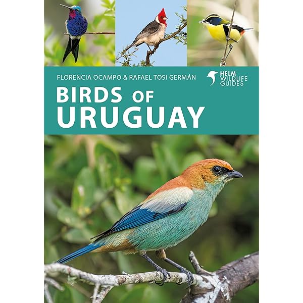 France Birds (Nature Observation International): Kavanagh