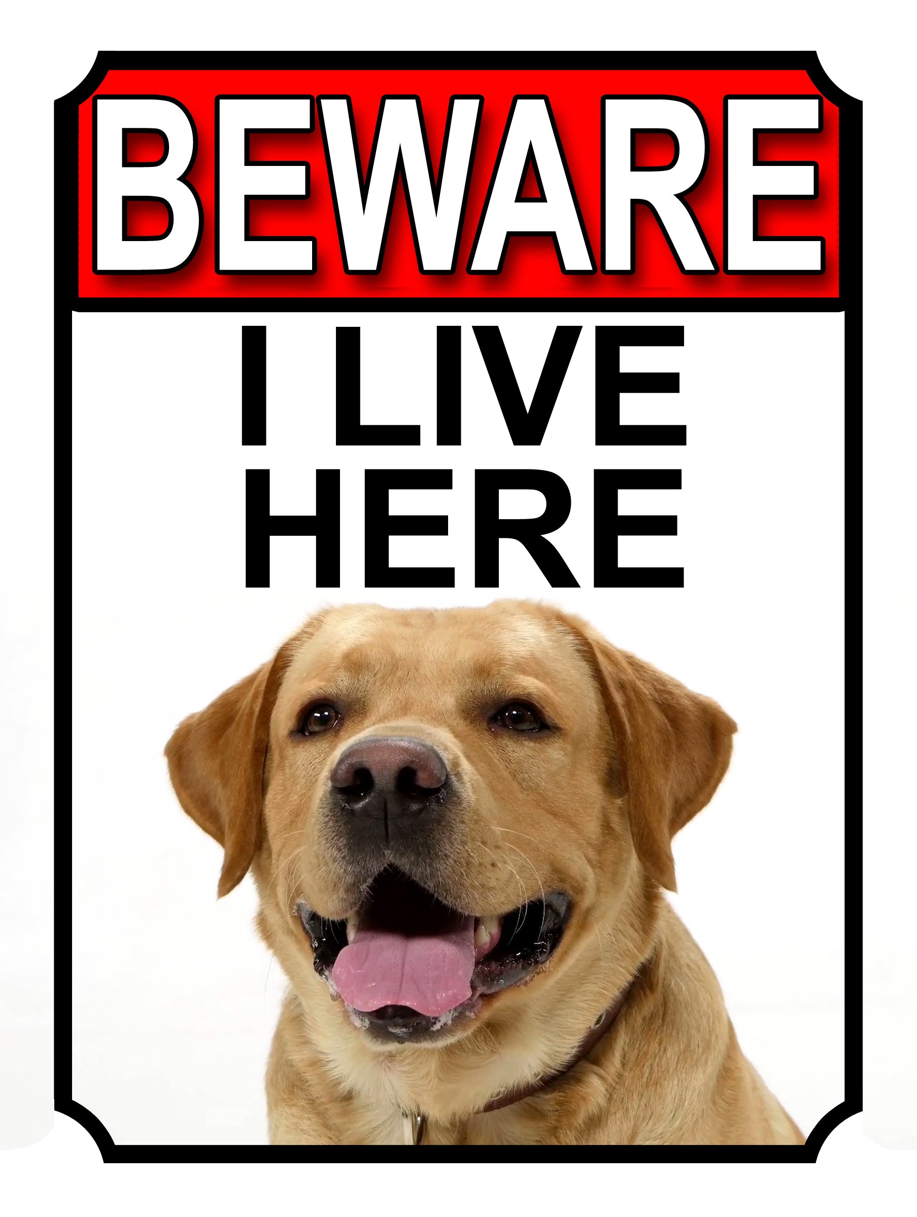 BEWARE I LIVE HERE METAL GATE SIGN YELLOW LABRADOR 200MM X 10MM (1097H1)