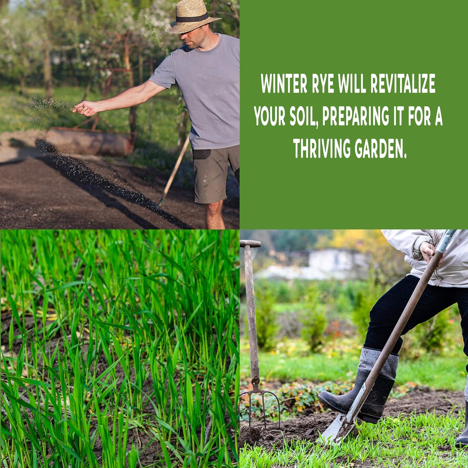 No-Till Winter Rye Seeds - 5 Lbs - Non-GMO Rye Grain Cover Crop Seeds by Mountain Valley Seed Company : Garden & Outdoor