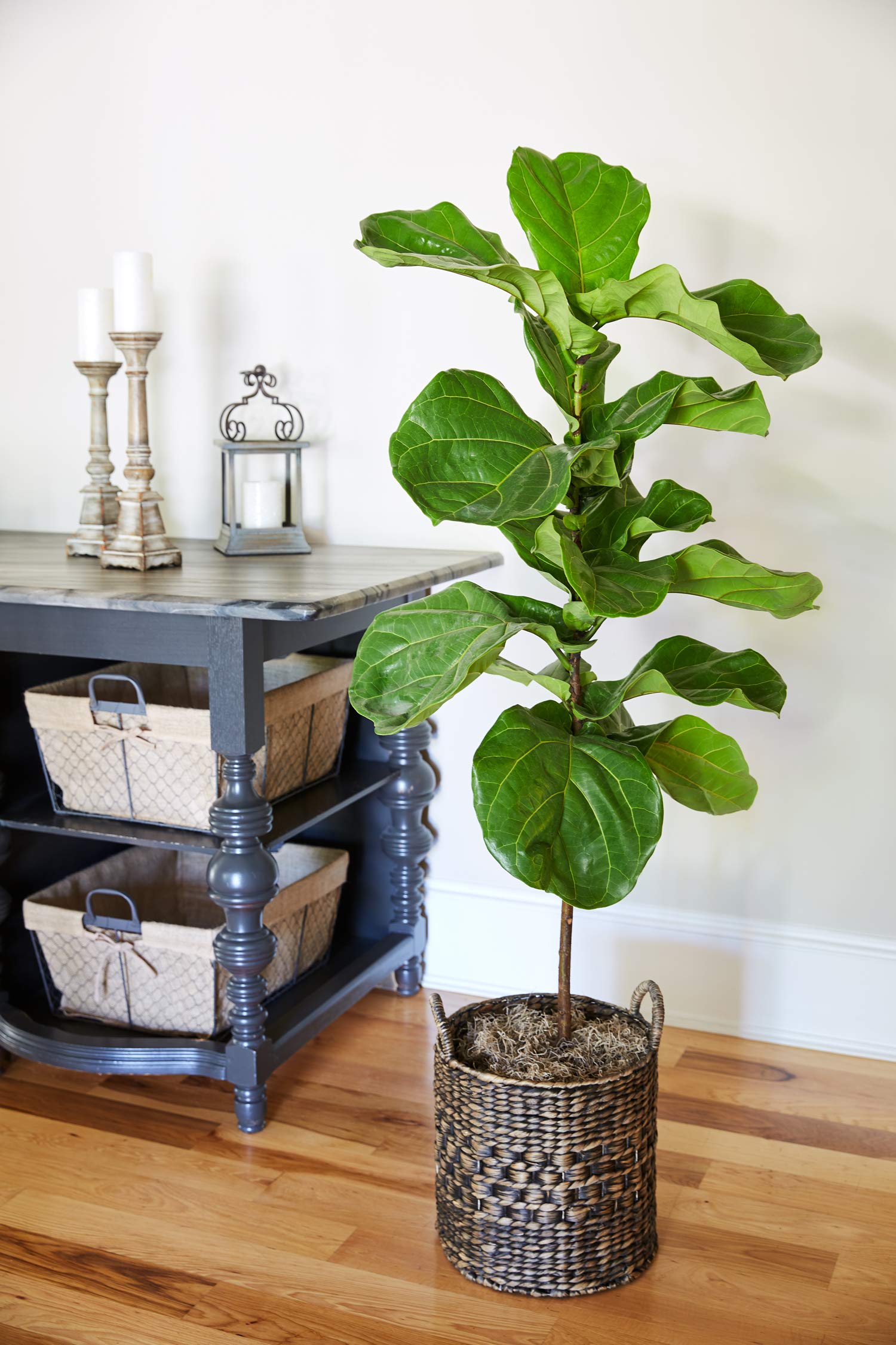 Fiddle Leaf Fig Tree The Most Popular Indoor Fig Tree Tall, Live