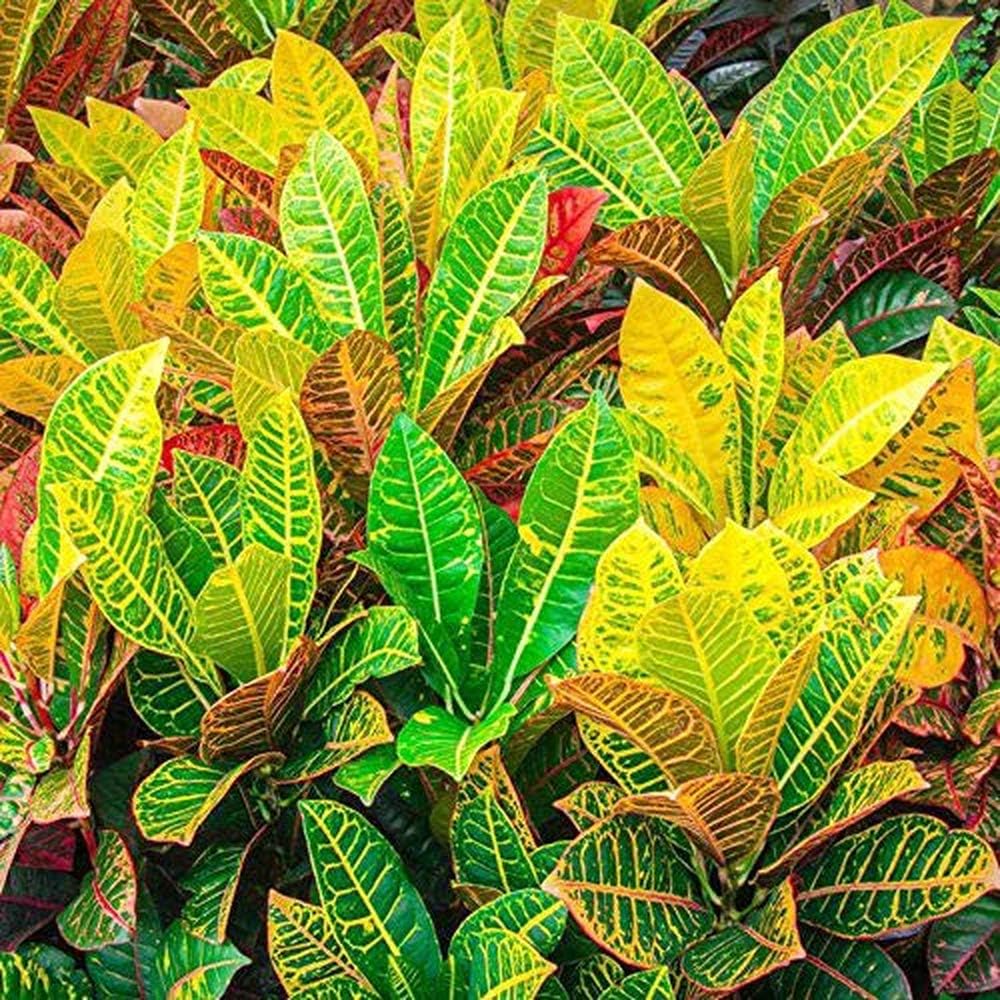 New Rare 100 pcs Variegated Leaf Croton Seeds Garden