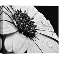 SIGNWIN Canvas Wall Art Barberton and Gerbera Daisy with White Petals Floral Flower Photography Modern Art Romantics Closeup Dramatic Black and White for Living Room, Bedroom, Office - 12x18 inches
