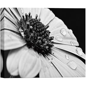 SIGNWIN Canvas Wall Art Barberton and Gerbera Daisy...