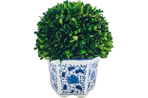 Galt International 11" Naturally Preserved Real Boxwood Ball in Hand-Painted Blue & White China Pot Planter Green Indoor Plant Home Decor (11" Tall Topiary)