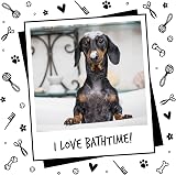 BUGALUGS Stinky Dog Shampoo 5 Litre with Odour Neutraliser Vegan UK Made view 9