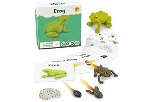 GLINGLONG Life Cycle Kit Toy Science Montessori - Realistic Figurine Toys, Kids Animal Match Set Easter Basket Stuffers for Boys and Girls Age 3,4,5,6,7,8,9 (Life Cycle - Frog)