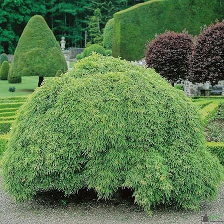 Ahorn palmatum Dissectum grüner Schlitzahorn japanischer Ahorn verschiedene Größen auf Stamm (Stammhöhe 60 cm)