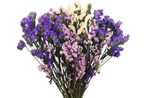 FAICOIA Dried Flowers Bundles Forget Me Not with Stems Natural Dried Flowers Purple Pink and White Preserved Dried Flowers Bouquet for Floral Arrangements Wedding Party DIY Resin Vase Home Decoration