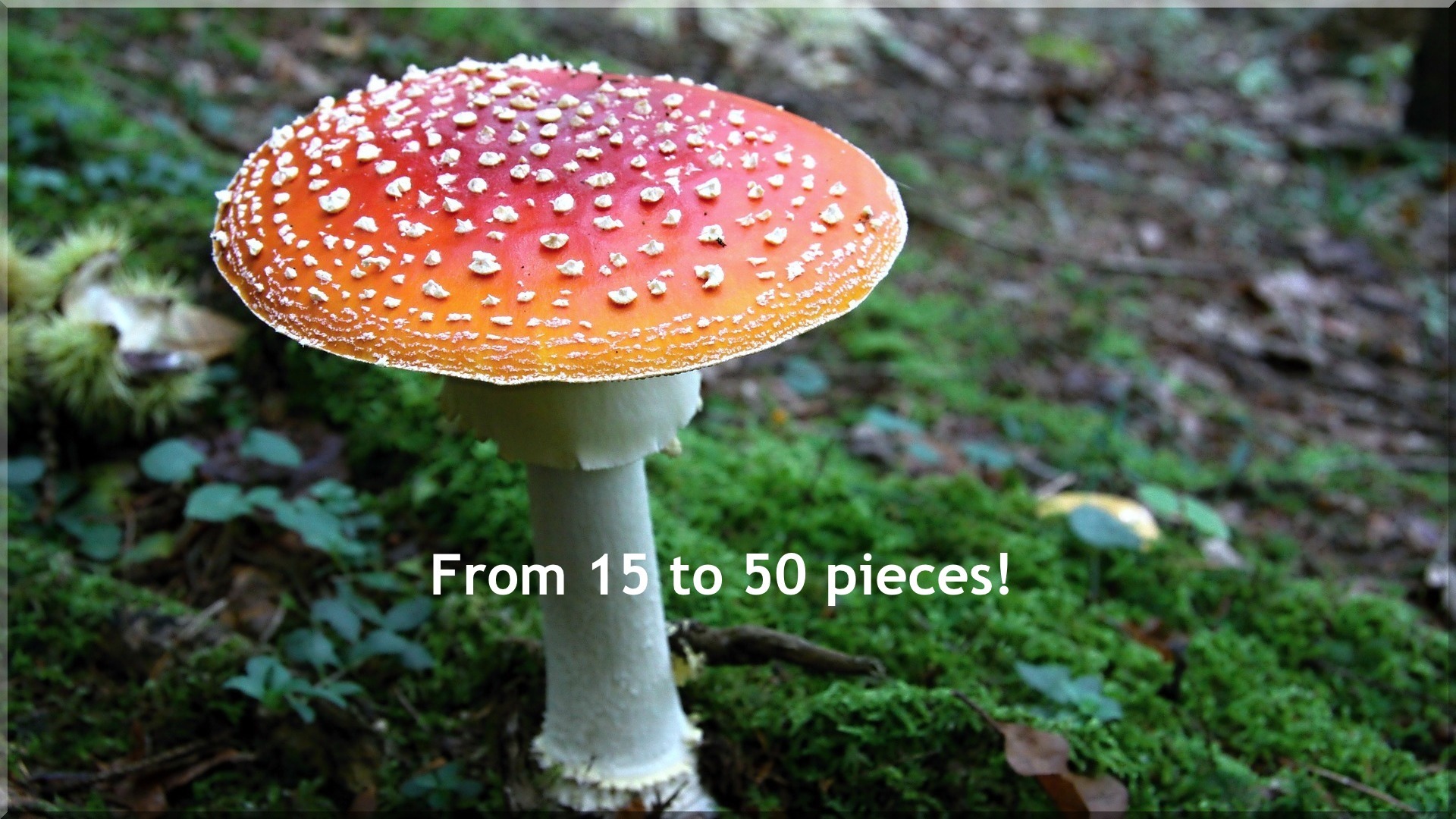 Nature And Mushrooms Puzzle