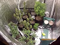 Review Image by @nervousgardens @nervousgardens
