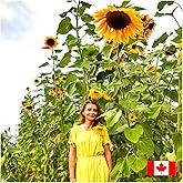 300 pcs Giant Mammoth Sunflower Seeds for Planting in Canada Megapack - Helianthus Annuus
