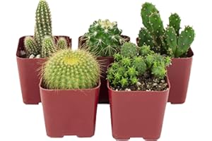 Shop Succulents | Can't Touch This Collection | Assortment of Hand Selected, Fully Rooted Live Indoor Cacti Plants, 5-Pack