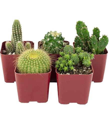 Amazon.com : Shop Succulents | Cool Cactus Collection of Live Succulent  Plants, Hand Selected Variety Pack of Cacti | Collection of 20 : Patio,  Lawn & Garden