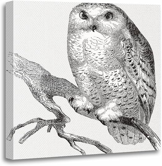 Amazon Com Torass Canvas Wall Art Print Animals Vintage Owl