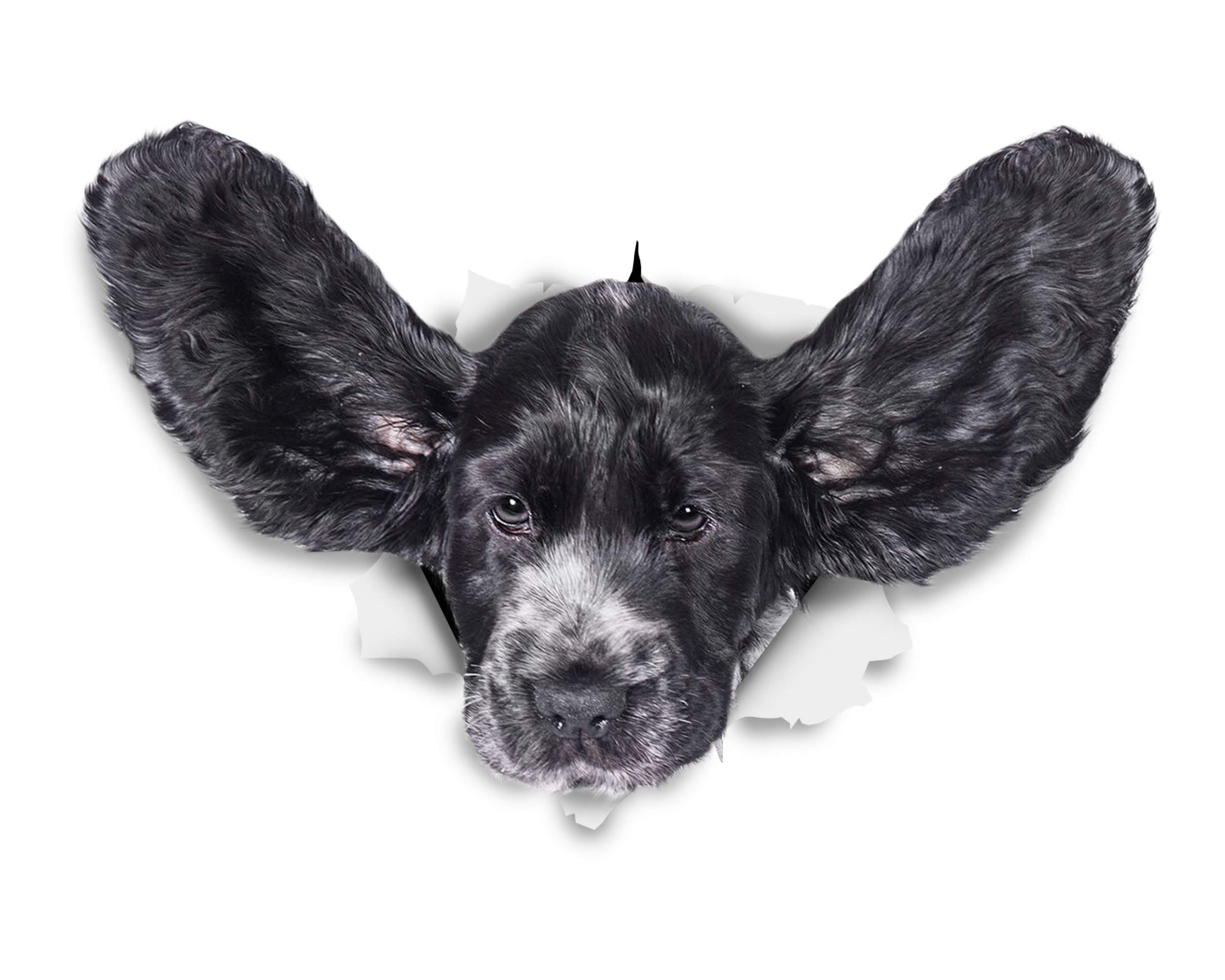 Winston & Bear 3D Dog Stickers - 2 Pack - Funny Cocker Spaniel Flying Ears for Wall, Fridge, Toilet and More - Retail Packaged Cocker Spaniel Stickers
