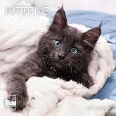 Kittens 2027 Wall Calendar, 12 x 24 Hanging Pacific Waters Press | Cat wall calendar with spacious monthly grids, holidays, and beautiful full-color artwork.