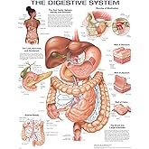 The Digestive System Anatomical Chart