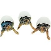 Globe Imports Baby Sea Turtles Hatching from Eggs Mini Figurines, Set of 3
