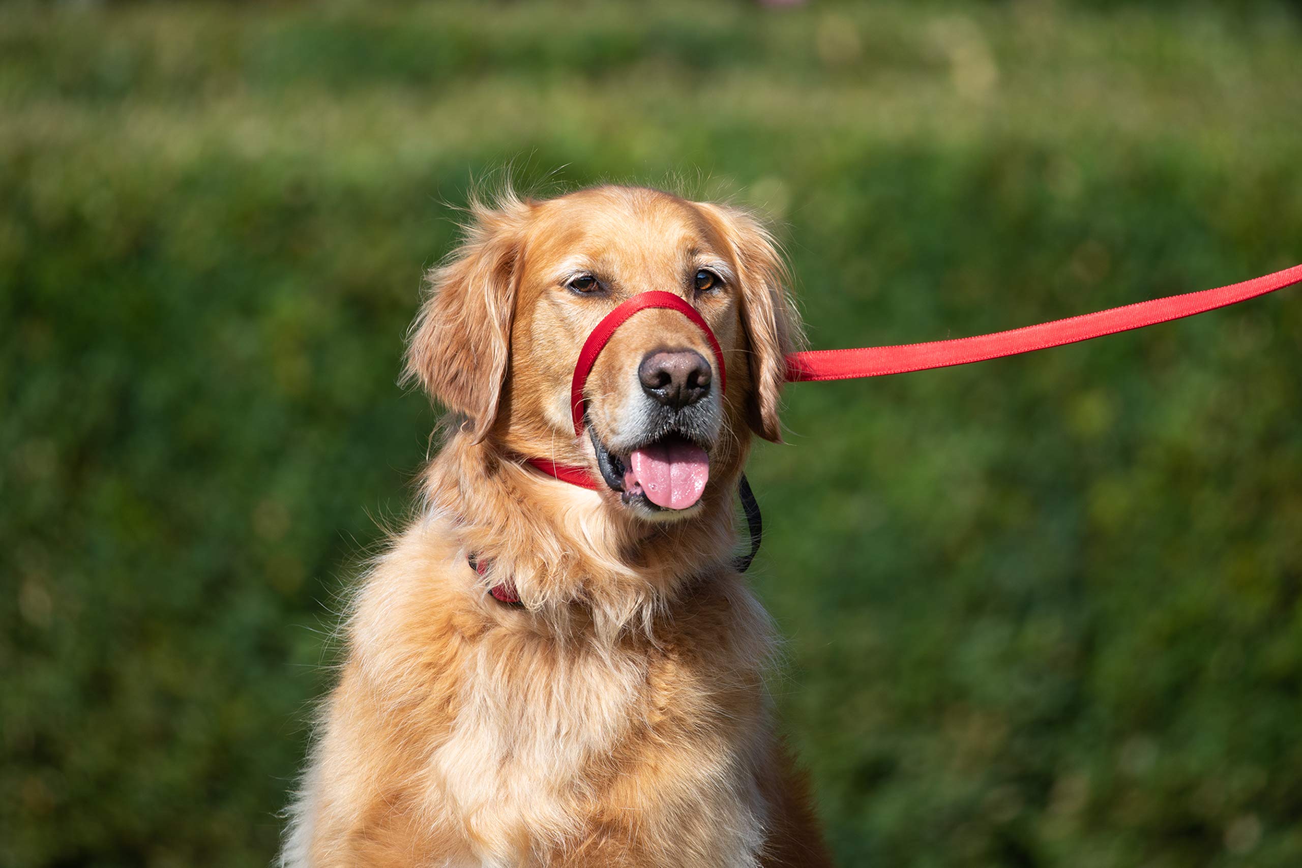 UniWalker Figure of 8 Dog Training Lead For Dogs That Pull. Soft, Padded.& Comfortable. 3 uses in 1 lead. Red โ image 1