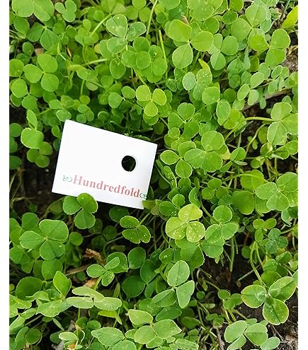 【clover】 FOUR LEAF CLOVER 1 Oz Silver Medal 2024
